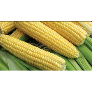 Тактик - кукурудза, 80 000 насінь, Евраліс фото, цiна
